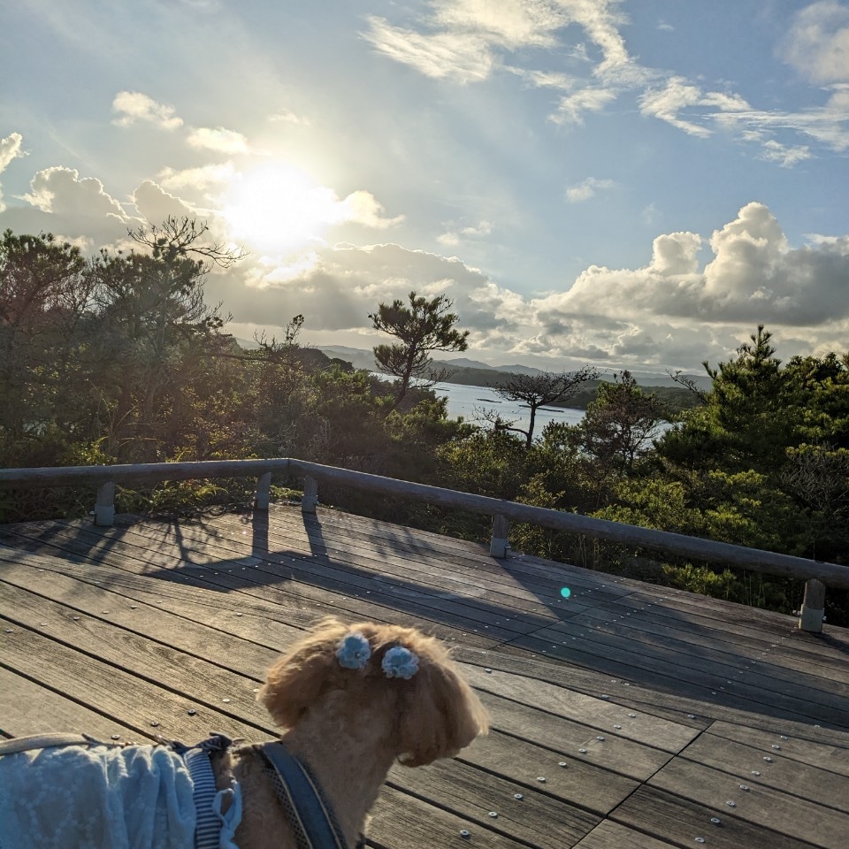 marupuee's tweet photo. 夕日と犬 https://t.co/WAWkymcBfc