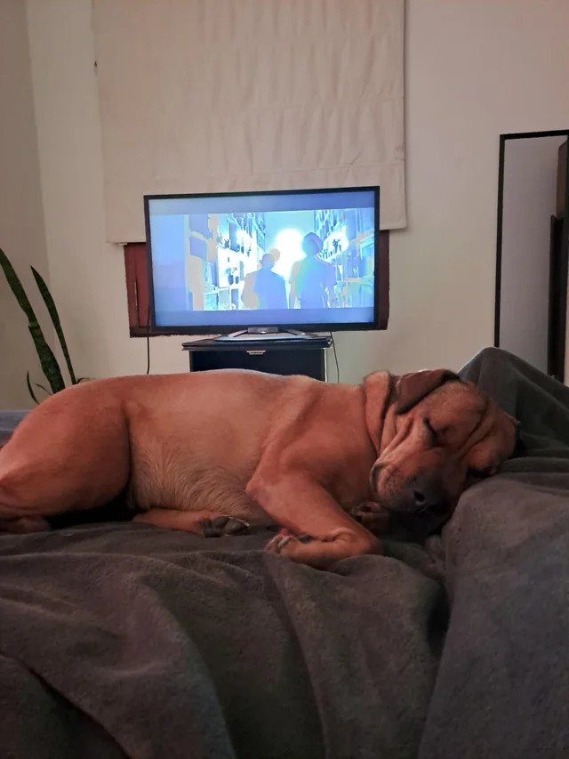 Which side are you on, puppies in bed? or puppies out of bed?