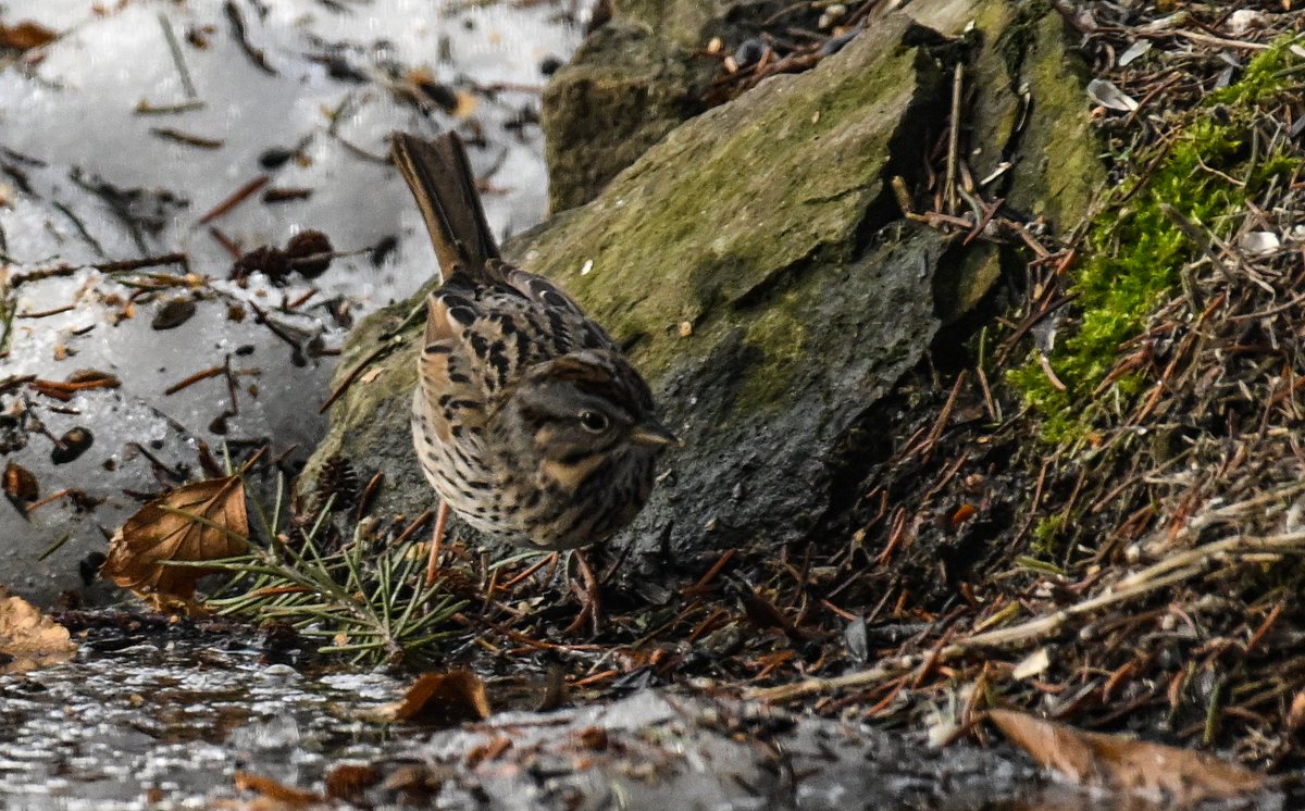 Birds are moving north through the boreal forest understory right now as the snow melts, literally migrating from tree to tree for hundreds of miles.