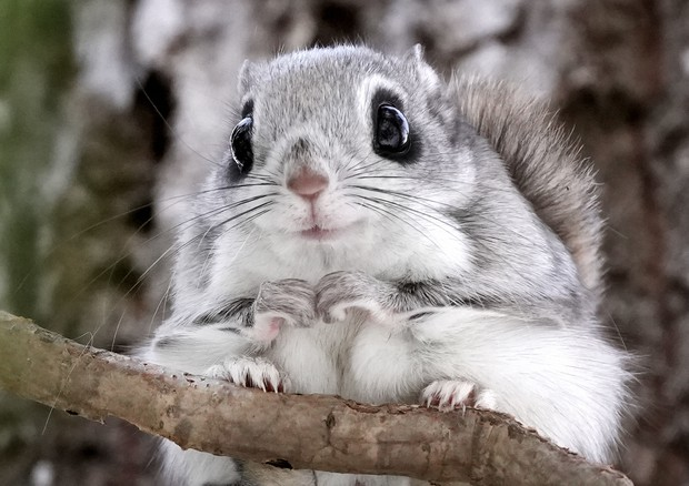 Cute Ezo  🥰❤️🐿️ $EZO 

📄 CA: 
0x03ce9904ba898361d1c1a1873fb908a1b0e3b8bf

🔒 LP Lock: 
pinksale.finance/pinklock/recor…

🦄 Uniswap: 
app.uniswap.org/#/swap?outputC…

🔵 Telegram:
t.me/ezoflyingsquir…

$EZO $PEPE $PEPITO $PEPEG $PEPEI
#crypto #pepe #pepecoin #memecoins