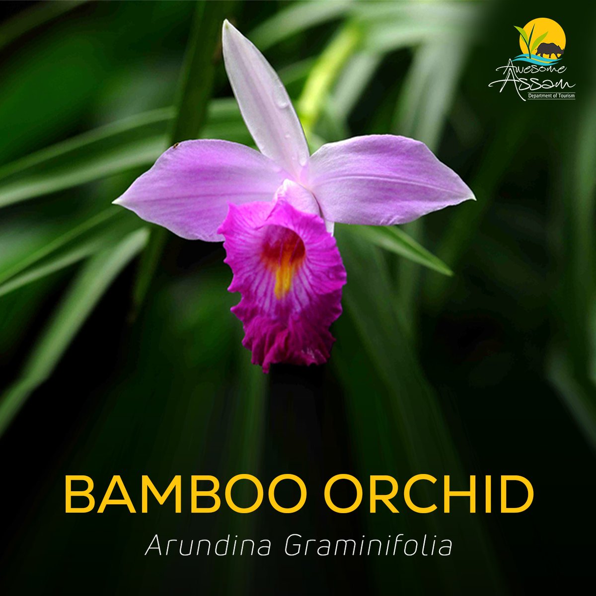 aweassam's tweet photo. This beautiful and exotic orchid is adorned with long, narrow leaves that resembles bamboo and hence its name is bamboo orchid.
#AwesomeAssam
#OrchidsOfAssam
#BambooOrchid
#WelcometoAssam
#TravelAssam
#FlowersOfAssam
#ExoticFlowers
#AssamTourism
@jayanta_malla https://t.co/pw5WXeR8fj