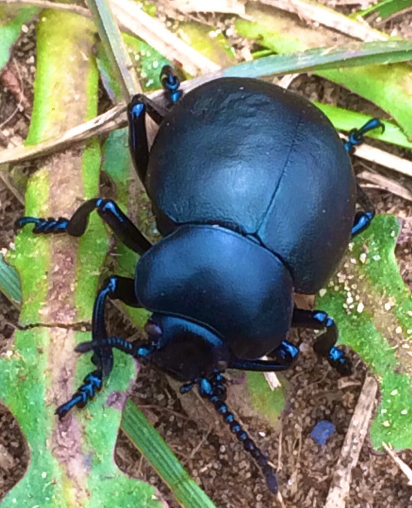 Fab idea Clare.. here’s my #ILoveBugs piccie.. One of my fave beetles. A Bloody-nosed beetle.. 🖤xxx