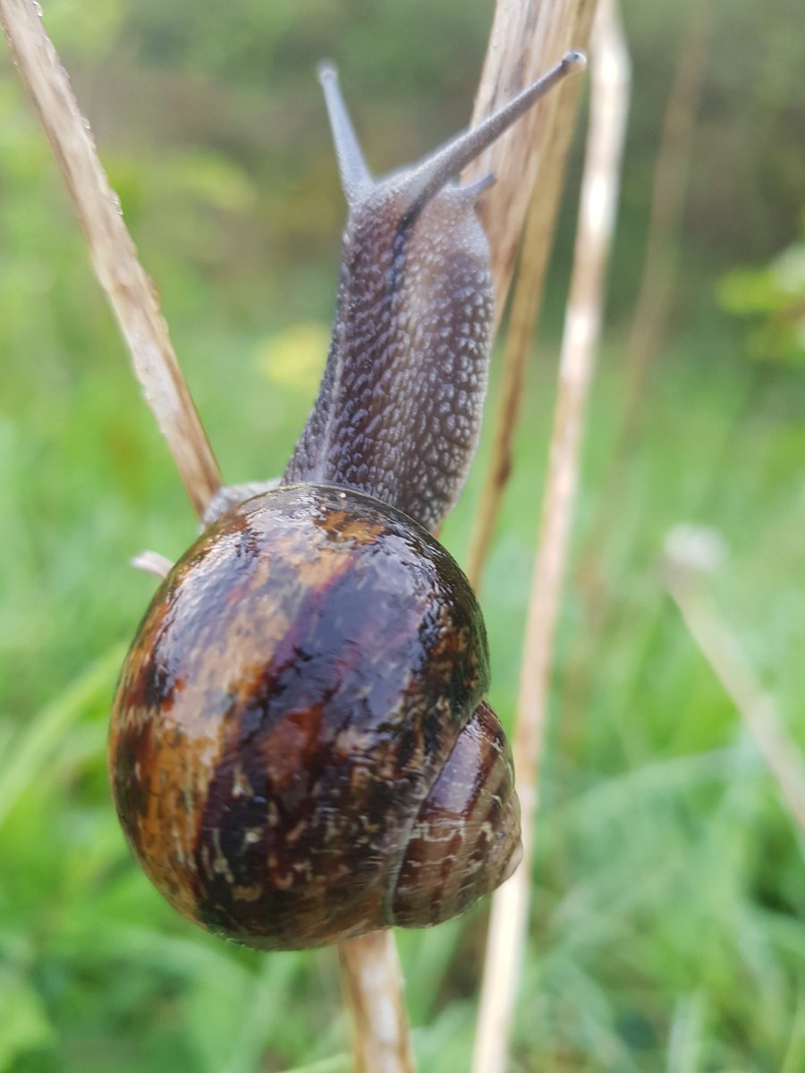 vernscape's tweet photo. Do you think that you're a failure if your projects take a long time to be completed? Consider the life of a snail - it may take them a long time but they eventually devour that plant. Success! #outdoorlife @uhoutdoors @Ebony_Outdoors #Pathfinders #attitude #naturewatch https://t.co/AQeXwE606v