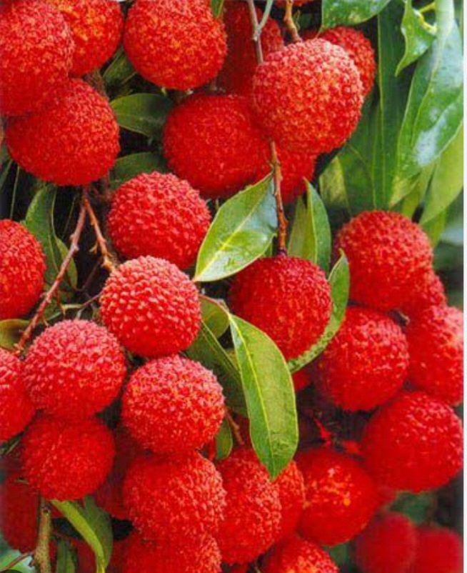 RajnishJhakumar's tweet photo. लाली और मिठास बनी रहे https://t.co/JP0QwFW0Jr
