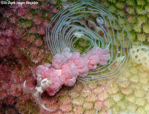 nudibranchdaily's tweet photo. day 114: favorinus japonicus

this sea slug can be found throughout the indo-pacific, and actually eats the eggs of other species. it is one of the only species that lays its eggs on top of other egg masses (particularly hexabranchus egg masses). https://t.co/LyLy7nJslR