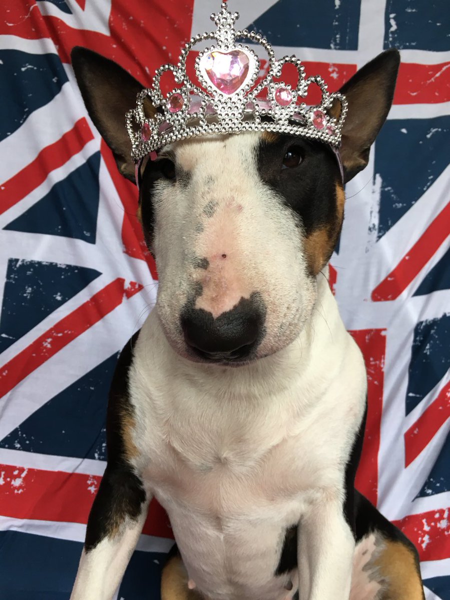 By Royal Appointment Queenie Pup : 
To all my Royal  Subjects have a Wonderful Coronation Day 🇬🇧⭐️🇬🇧⭐️#englishbullterrier #dogsoftwitter