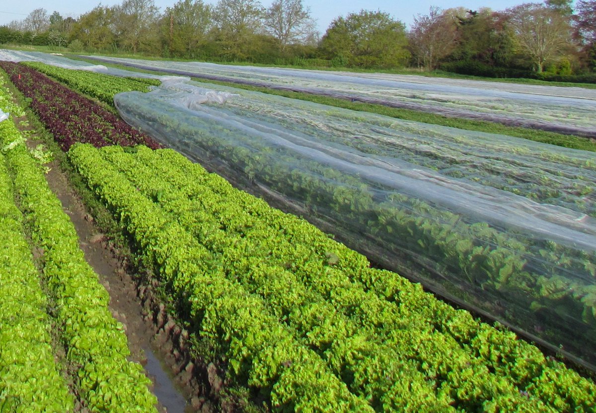 GET A PIECE OF OUR FARM!🌞 - mailchi.mp/f42f48a29efa/n…