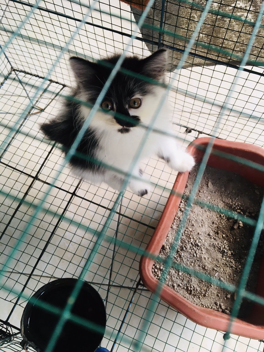 permadipermai's tweet photo. holaaa i’m jukiii chaaaaaaan https://t.co/n9OOdgBZUx
