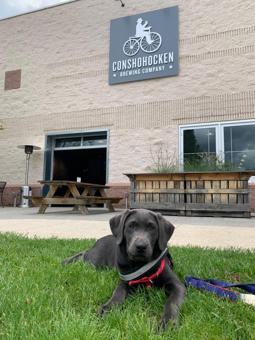 Paws_Affection's tweet photo. The pup team went to visit our Paws at the Pub event space today, the KOP location of the Conshohocken Brewing Co.!  They are hoping you all will join them the next time they go on May 20th at 7pm. It's going to be a night you won't want to miss. 

https://t.co/i8CVEqVLmn https://t.co/XjCrVG786I