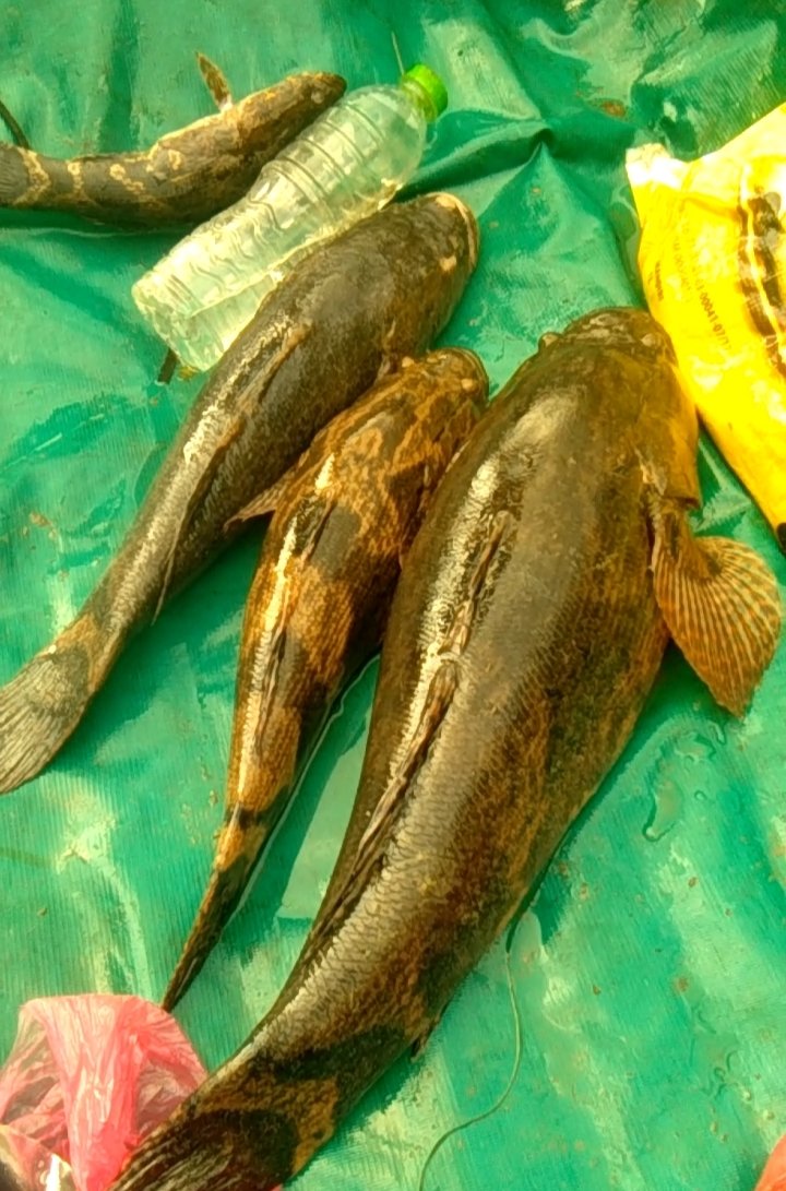BudiantoSpi's tweet photo. Jum'at (05/05/23), Budianto, Luhkan Indragiri Hilir, di KUB Baung Laut Kel. Sei. Perak,  Melaporkan tangkapan, Ikan Betutu/Bakut dengan alat tangkap Togok sebanyak 5,3 kg harga Rp. 160.000/kg
#GiatLuhkanSatminkalMedan #Inhil #Tangkap
@bpppmedan_brsdm
@puslatluhkp
@brsdm_kp https://t.co/kjwNM3m8Bi