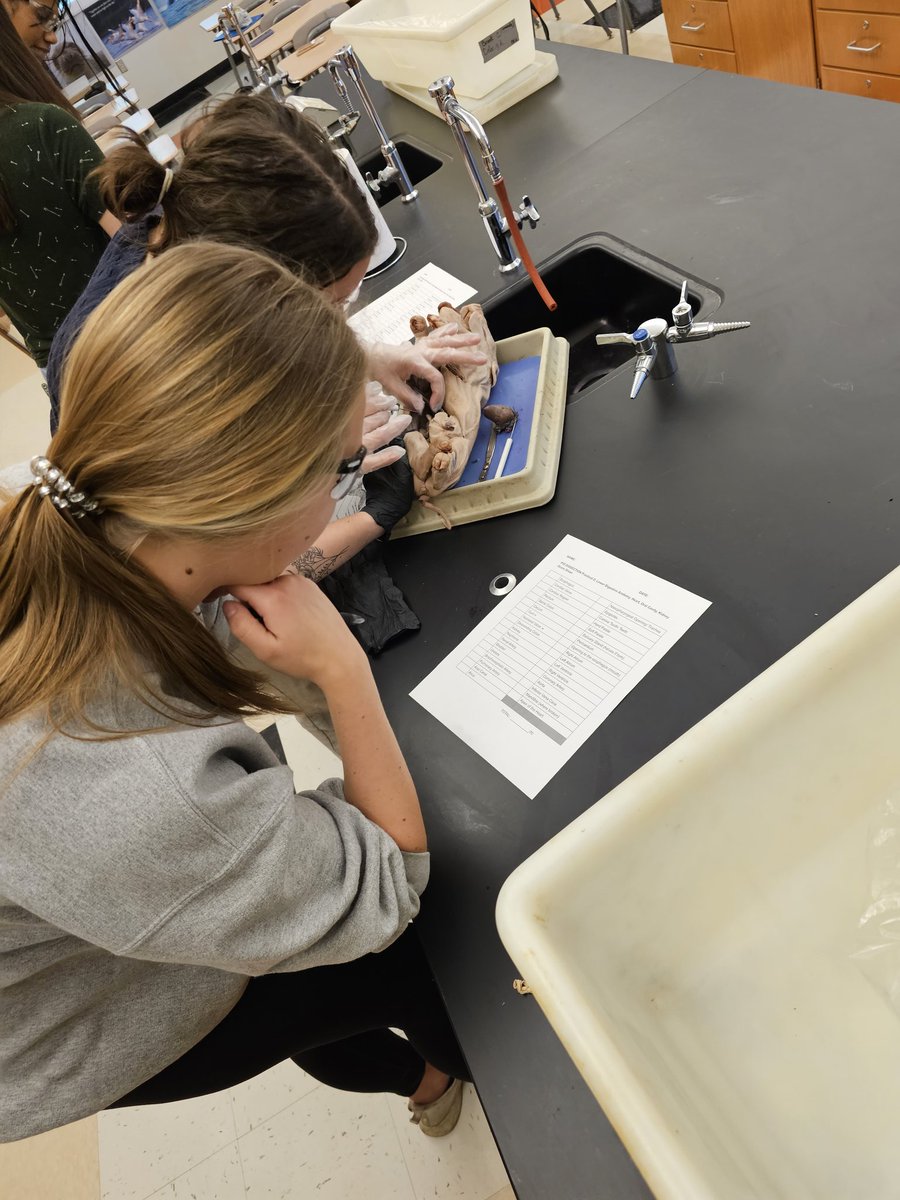 yankeeraider81's tweet photo. Two of my Anatomy and Physiology students working hard and studying the cardiovascular and digestive systems through the Pig Dissection. #kkidsalwayslearning https://t.co/kF07jBU4fY