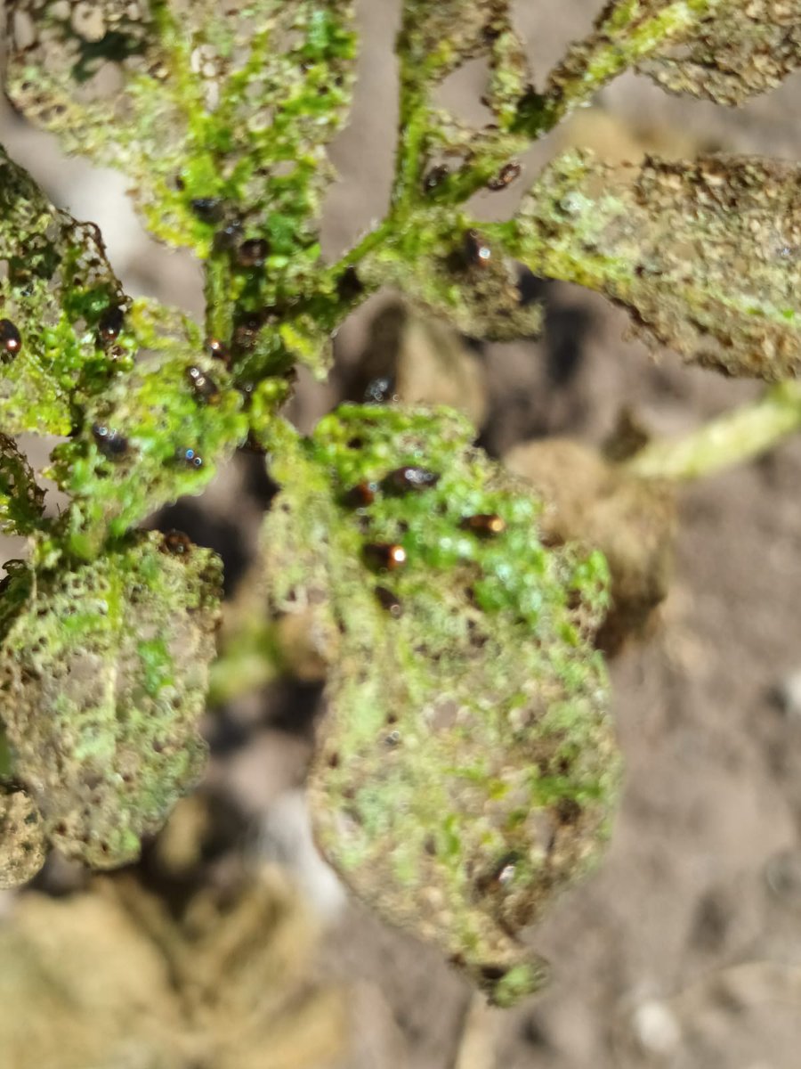ECisternas9's tweet photo. Identificando ataque de insecto en el cultivo de papa en Llay-Llay con equipo de TT- INIA y Prodesal. El insecto correspondería a: Coleoptera: Chrysomelidae / Epitrix spp en proceso de identificación. https://t.co/YiNjdoftK8