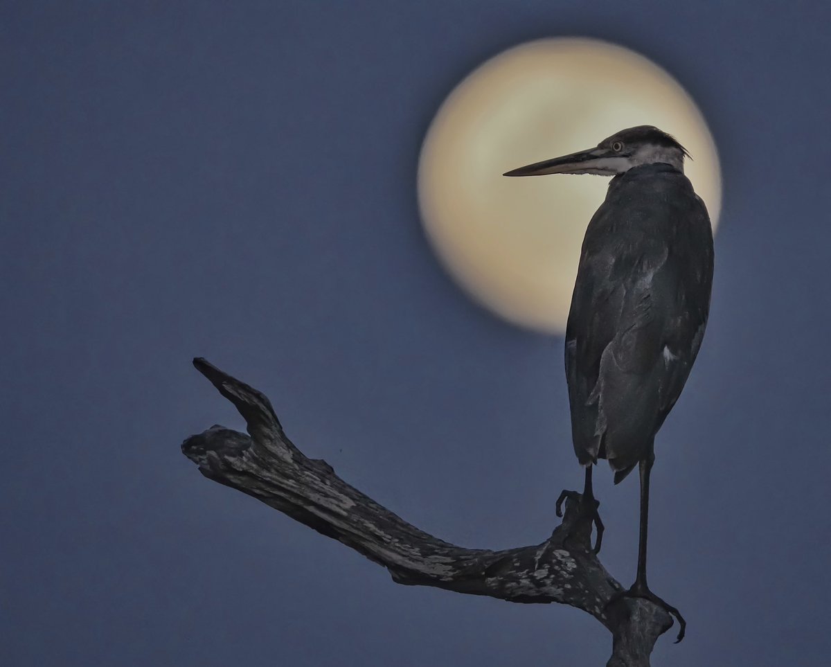 My lucky moment happened as I waited patiently for the Flower Full Moon to align with this snag. Suddenly a Great Blue Heron landed at the perfect moment! The moon was at 99% illumination last night. #birdphotography #flowerfullmoon #greatblueheron #SouthFlorida