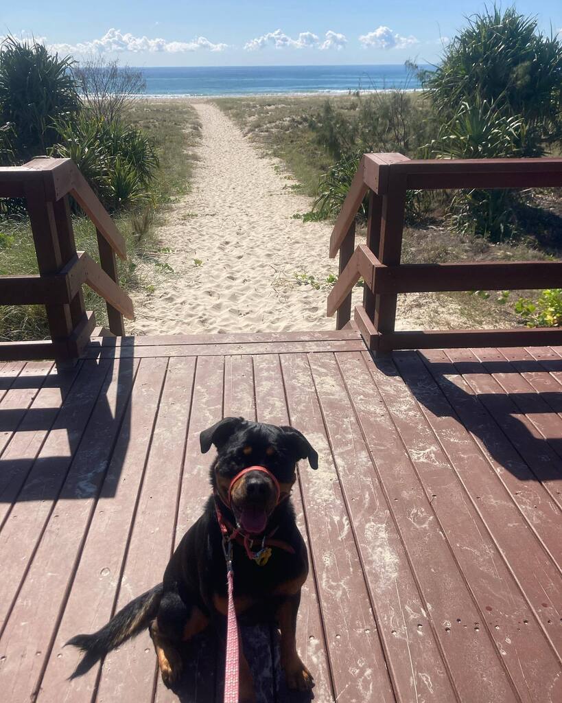 kassiespets's tweet photo. 💛🐾 https://t.co/TL45UruVg9