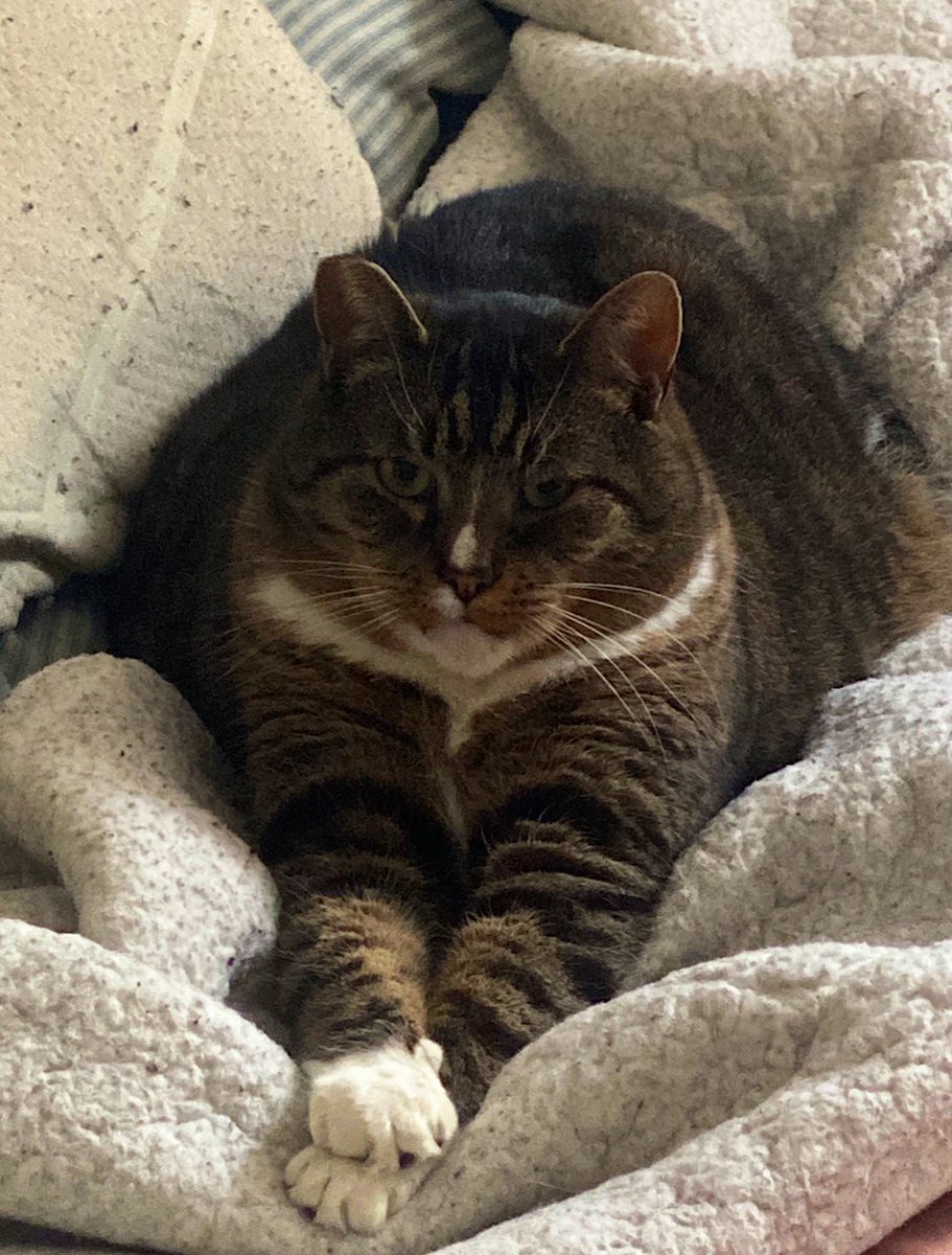 mikeskickinit's tweet photo. Hey @OfficialOPLive, Sergeant Bowser reporting for duty for tonight’s episode of #OPLive. He’ll be on standby incase you need any claw-enforcement. 😼🚨

@OnPatrolNation @OnPatrolLive @ReelzChannel #OPLive #OPNation #OnPatrolLive https://t.co/mZQqGS7ztk