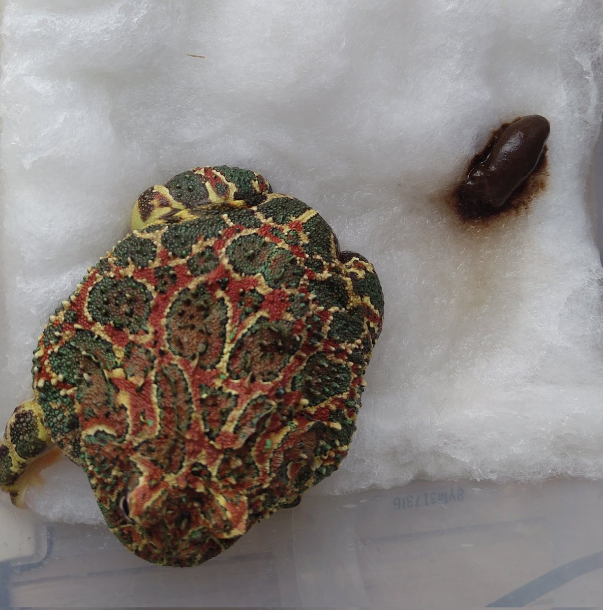 junkokko1416's tweet image. パクちゃんあるある。掃除した直後に💩…泣
#ベルツノガエル #pacmanfrog