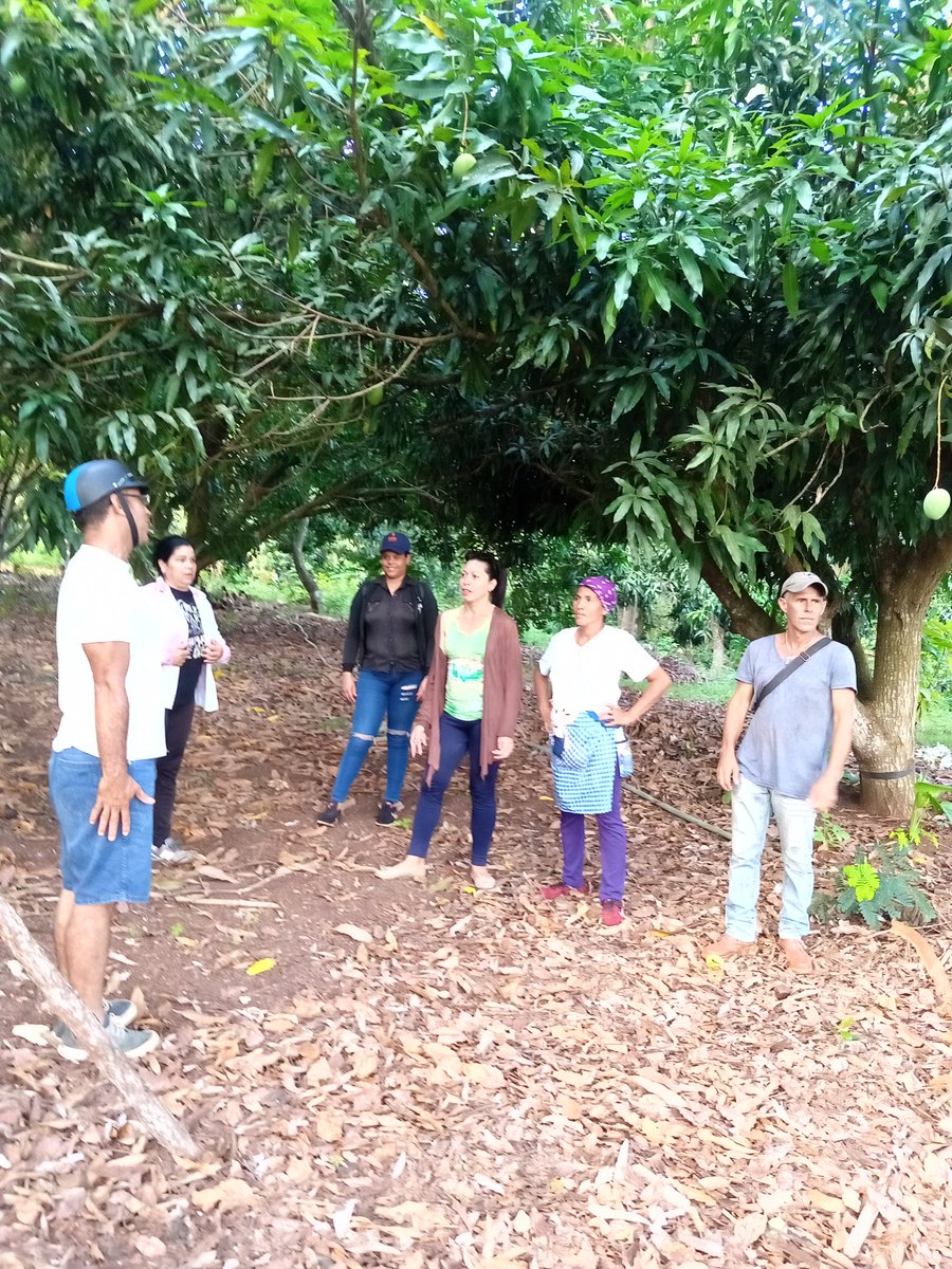 El LATIR AMBIENTAL se suma al #SentirPinero por un 26 en el 24. Hoy el Citma en la Isla contribuyendo a la preparación del Aula Ecológica que en saludo al 5 de Junio se inaugurará en la FINCA AGROTURISTICA AGUA SANTA.
<a href="/LorenzoOsbel/">Osbel Lorenzo</a> <a href="/citmacuba/">Ministerio de Ciencia, Tecnología y Medio Ambiente</a> <a href="/FidelVeraIsla/">Dr. C. Fidel Vera Bueno</a> <a href="/CitmaIsj/">CitmaIsla</a> <a href="/yadiraMA12/">yadiraMA</a>