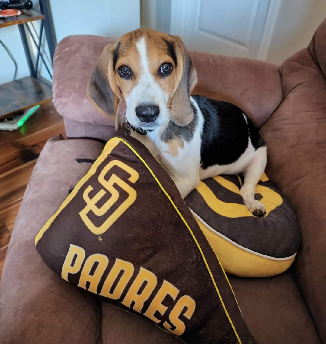 SoCalNickster's tweet photo. Jake is ready to Beat LA Go @Padres!!  #PadresPets #BringTheGold https://t.co/myJMMHK3ff