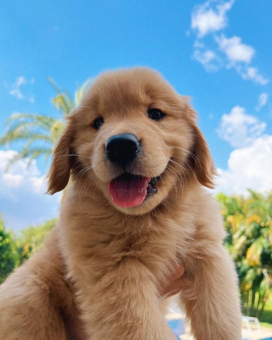 Puppies 🐶 tweet media