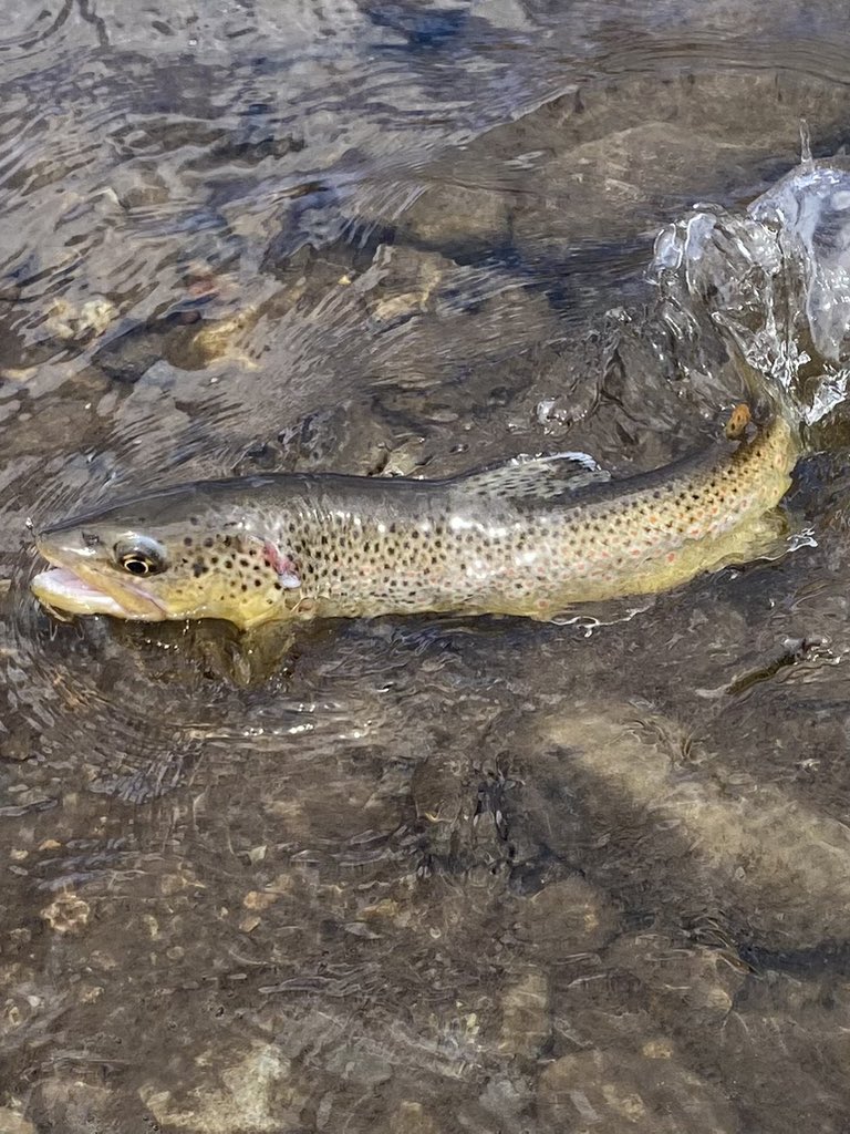 Jeff Swigris tweet media