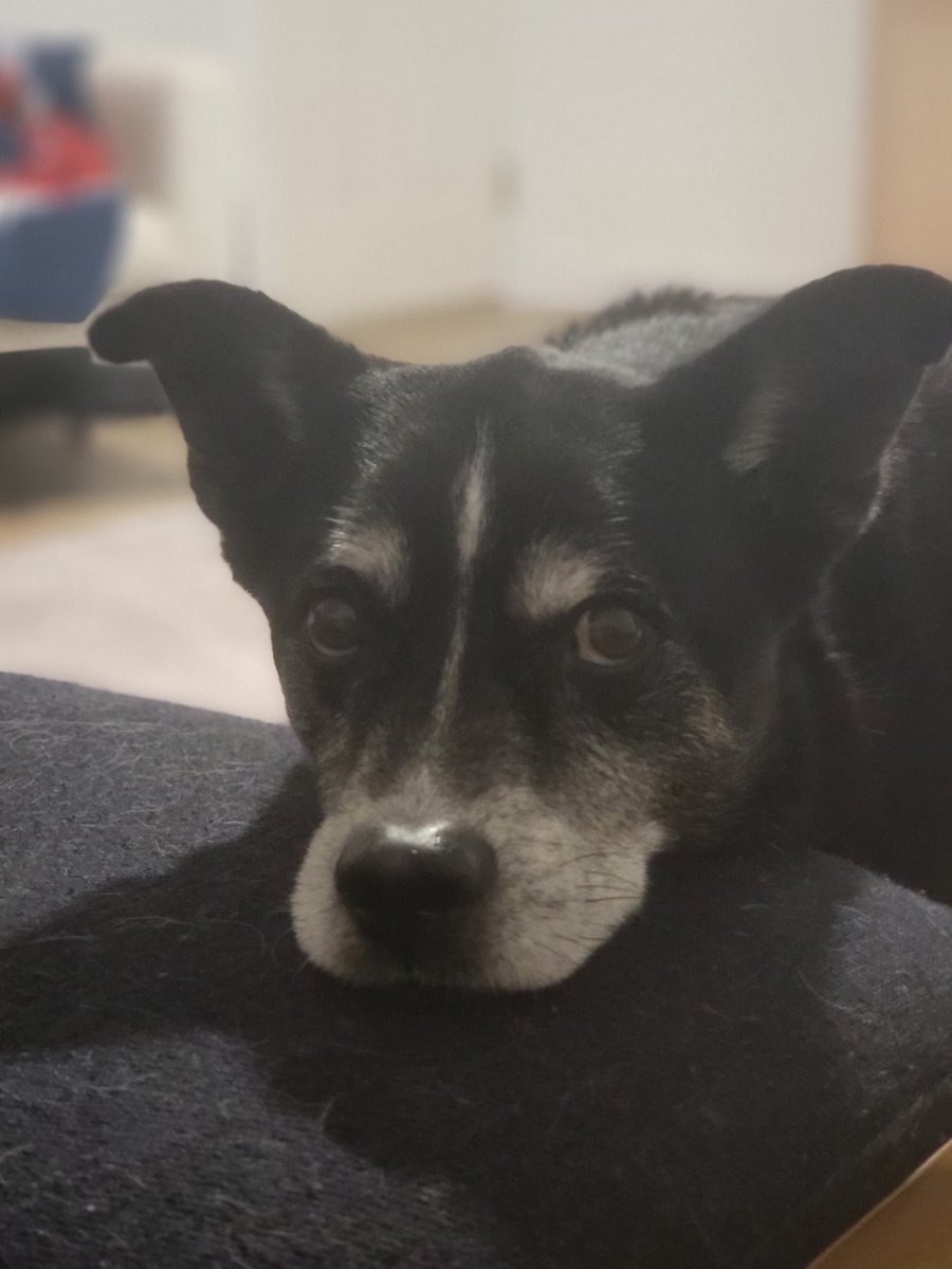 Kylee Dunham tweet media