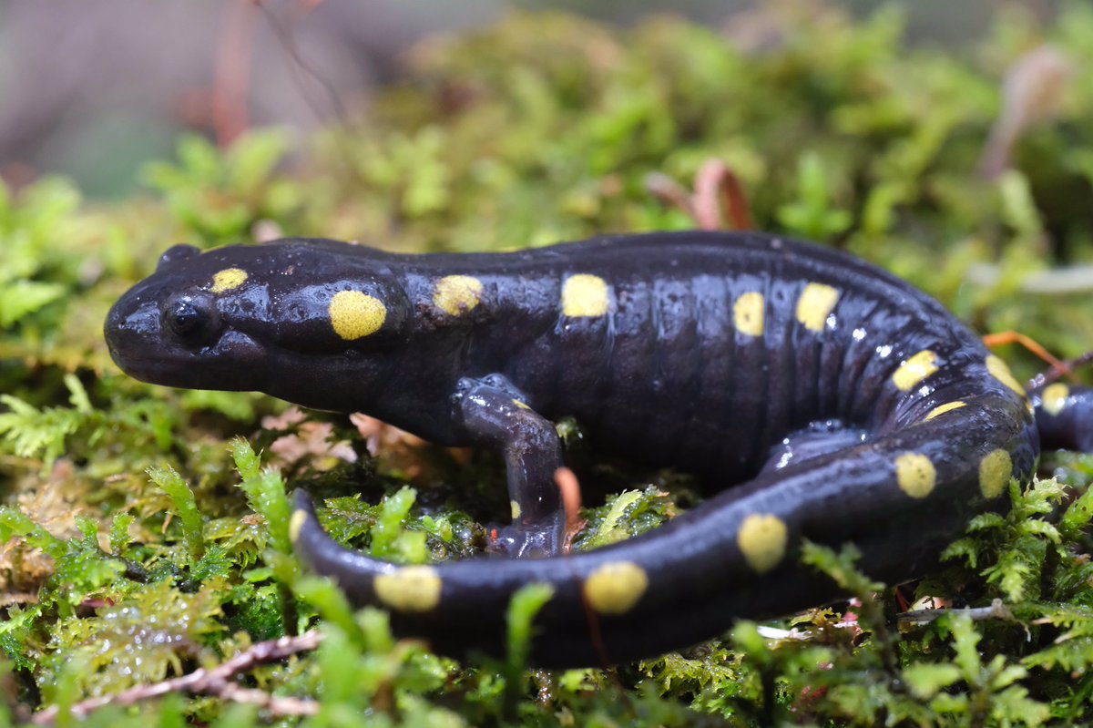 Lars L. Iversen tweet media