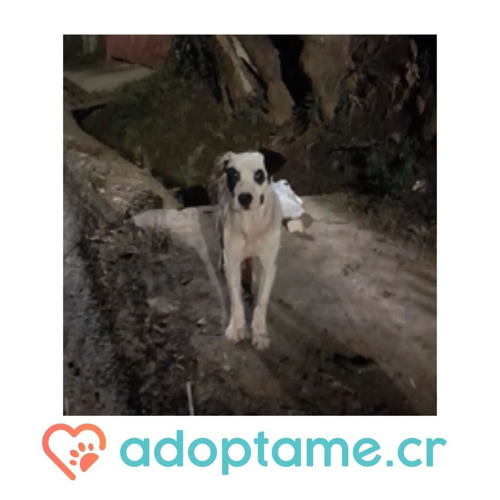 adoptame_cr's tweet photo. Perrito abandonado 😢🐶
Perrito en estado de abandono en adopción responsable! Hace unos días este perrito anda por donde vivo esta en estado abandono total yo le doy agua y comidita a este angelito estoy buscándole un hogar donde lo cuiden, lo chineen… https://t.co/I9EmNbngzg https://t.co/WbBFKWPV0x