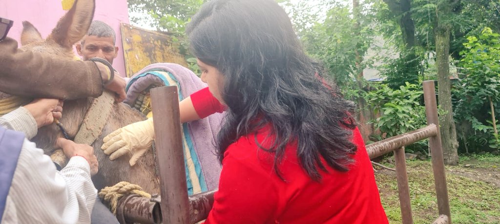 Dhimankav's tweet photo. Efforts are continued to make Shree Chardham Yatra safe for Animals &amp; for animal rearers too.
SEROSAMPLING is done for every mule getting registered for yatra.
Place-Gauchar, Chamoli https://t.co/J5rr7WeKFJ