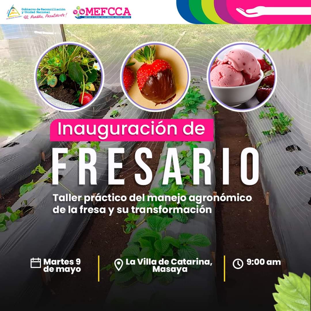 #EconomíaFamiliar • MEFCCA te invita a la inauguración del fresario, ubicado en La Villa de Catarina, Masaya. Se realizará el taller promoviendo la producción protegida del cultivo de fresa y su transformación de la fresas
#MayoVivaSandino #MEFCCA #Nicaragua