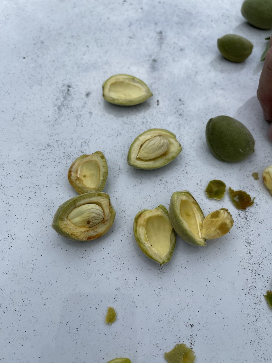 IPMCorner's tweet photo. Seen Hemiptera damage in almonds. It is that time, isn’t it? Be lookout for bugs’ activity and gummy fruits. Do visual surveys of trees, especially on orchard edges. https://t.co/5amcOu7KXr @UCIPM @SJVtandv https://t.co/O4T0vHCXln