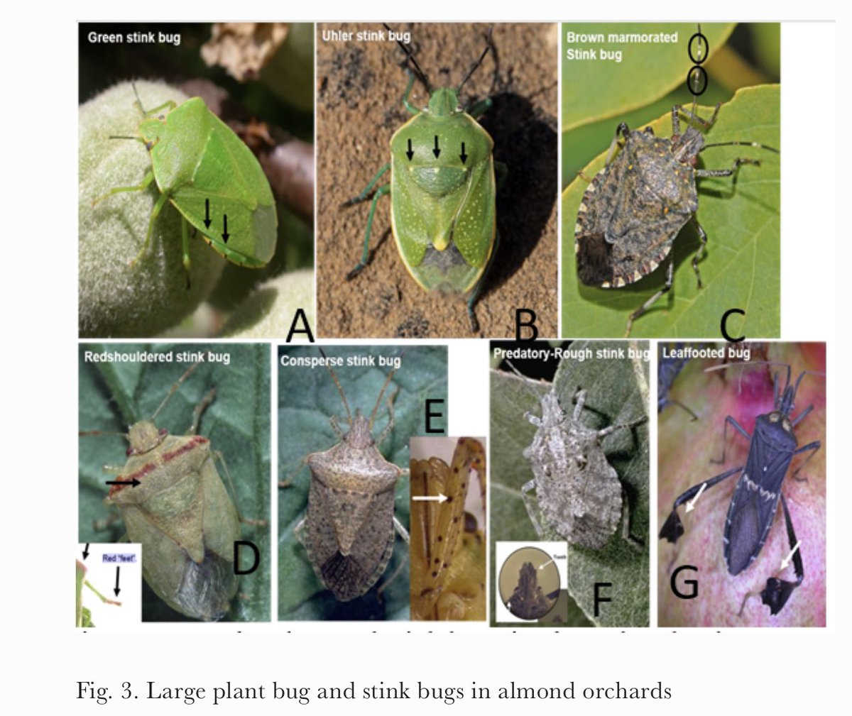 IPMCorner's tweet photo. Seen Hemiptera damage in almonds. It is that time, isn’t it? Be lookout for bugs’ activity and gummy fruits. Do visual surveys of trees, especially on orchard edges. https://t.co/5amcOu7KXr @UCIPM @SJVtandv https://t.co/O4T0vHCXln