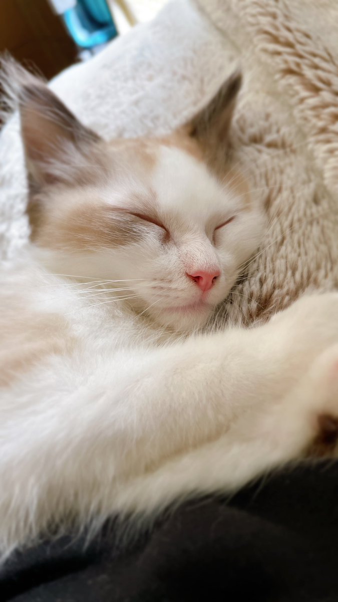 sattybkitcat's tweet photo. GWに我が家にやってきた天使です👼💙名前は京くん🐈おチビだから仕方ないけど、顔はおすましのくせに超おてんばで足汚いんだが😂まだわからない事だらけなので、飼っている先輩方これから色々レクチャーしてくれると嬉しいです🥺よろしくお願いします！お部屋のお掃除頑張る https://t.co/eFNxNW6qfl