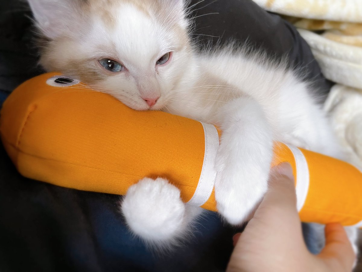 sattybkitcat's tweet photo. GWに我が家にやってきた天使です👼💙名前は京くん🐈おチビだから仕方ないけど、顔はおすましのくせに超おてんばで足汚いんだが😂まだわからない事だらけなので、飼っている先輩方これから色々レクチャーしてくれると嬉しいです🥺よろしくお願いします！お部屋のお掃除頑張る https://t.co/eFNxNW6qfl
