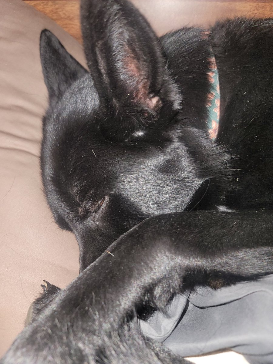 ShanleighG19's tweet photo. @OfficialOPLive Athena Beana is too sleepy to watch anymore. She isn't as hooked as I am. But, those big GSD ears move anytime she can hear a K9. Stay safe everyone! #OPNation #gsd #OnPatrolLiveNation #ONPATROLK9 https://t.co/cJCc6K2TBf