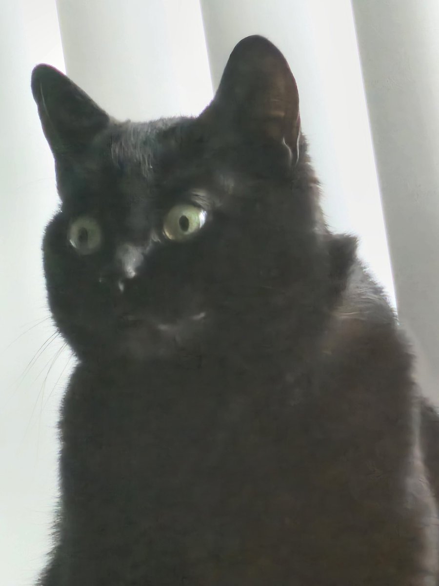 chaoticTrixter's tweet photo. @CatieOsaurus @gotoConvergence While I don't have dog pics to offer, may I negotiate with this? https://t.co/y2HOsfQU6w