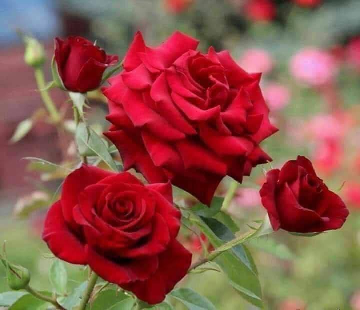 sofia_8815's tweet photo. 🌹

ويرتدي الصباح لون الصفاء
 بعد عتمة الليل فينشر أنفاسه بنسمات 
تبث بالروح أملاً بإن القادم أجمل بإذن الله 🌹

#صباح_الرضا والتوكل على الله🌹 https://t.co/KtKzwDLWx2