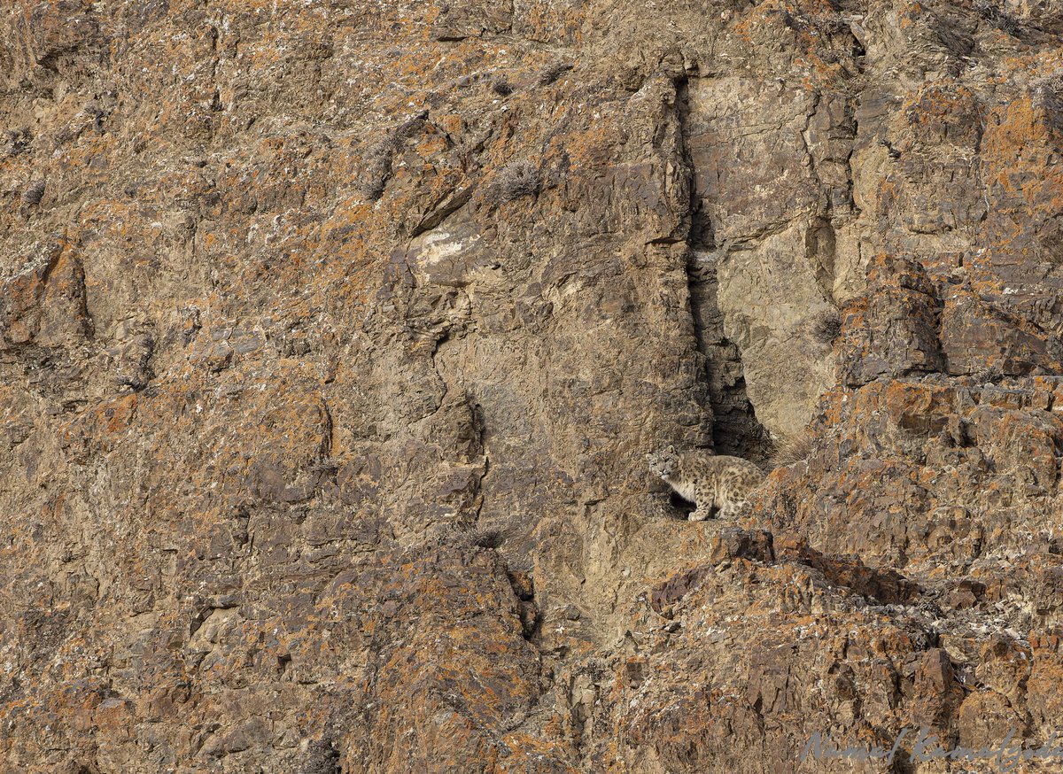 The Snow leopard finally decided to move once the goats got closer. Otherwise it wouldn't have moved till darkness 

#mongolia #altaimountains #snowleopard #grayghost #ghostofthemountains #zero3images #wildifetoursmongolia #canonwildlife #mongolianwildlife #lenscoat #bigcat