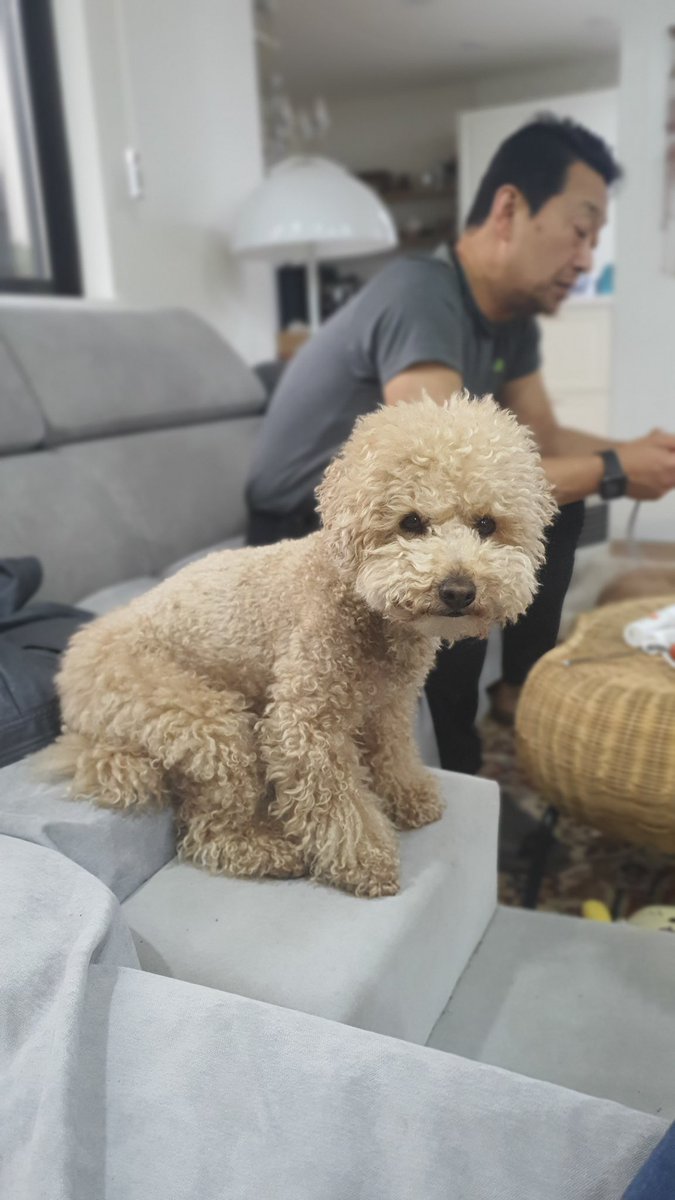 Four_Poodles's tweet photo. 어떻게 강아지가 앉는 자세가
#데일리하찮미 https://t.co/V8aGKOniSx