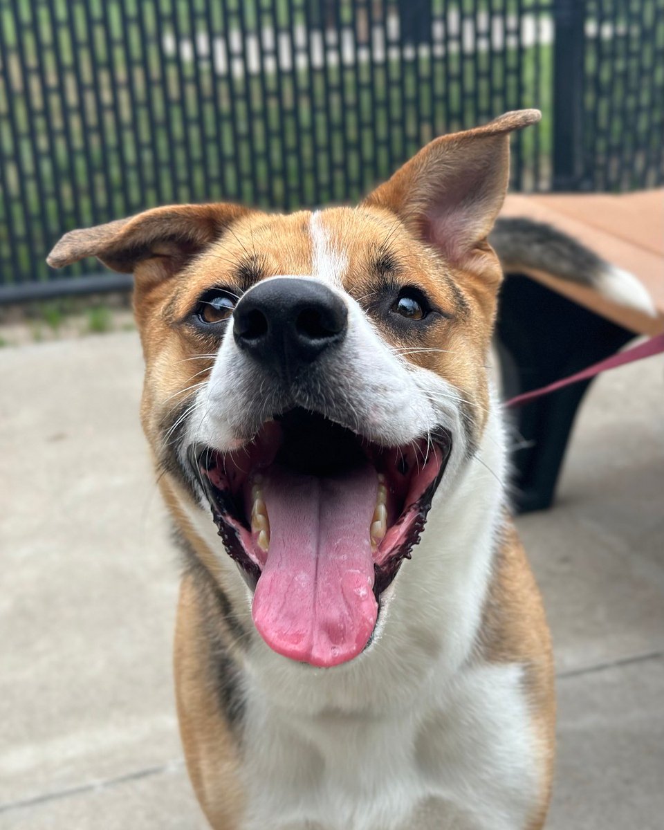 HoustonSPCA's tweet photo. URGENT: PLEASE SHARE! Waldo has been at Houston SPCA for 93 days. Just one more week and he'll be in the triple digits. We just CAN'T let that happen! His adoption fees are 50% off through Mother's Day, think we can get him adopted before 100 days?? #Adopt #DogsOfTwitter https://t.co/kozyTXp5be