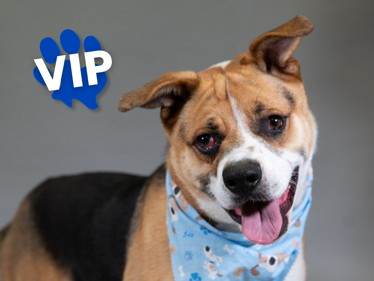 HoustonSPCA's tweet photo. URGENT: PLEASE SHARE! Waldo has been at Houston SPCA for 93 days. Just one more week and he'll be in the triple digits. We just CAN'T let that happen! His adoption fees are 50% off through Mother's Day, think we can get him adopted before 100 days?? #Adopt #DogsOfTwitter https://t.co/kozyTXp5be