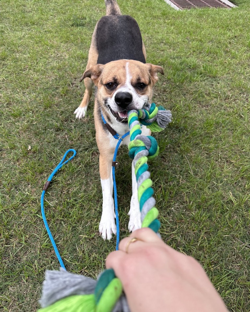 HoustonSPCA's tweet photo. URGENT: PLEASE SHARE! Waldo has been at Houston SPCA for 93 days. Just one more week and he'll be in the triple digits. We just CAN'T let that happen! His adoption fees are 50% off through Mother's Day, think we can get him adopted before 100 days?? #Adopt #DogsOfTwitter https://t.co/kozyTXp5be