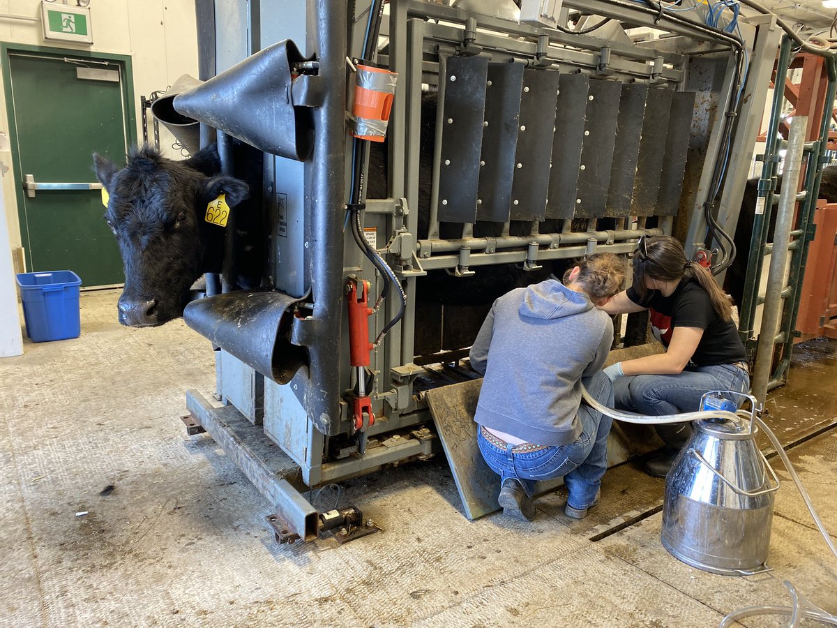 First week of milking for the #canolafat project year 2 was a success! Thank you for all of the help <a href="/BrookeaTindal/">Brooke Tindal</a>, Cabri, <a href="/morgan_lehmann/">Morgan Lehmann</a>, <a href="/K_Nielsen2/">Kaitlyn Nielsen</a> , and the <a href="/LFCE_usask/">Livestock & Forage Centre of Excellence</a> staff! 
<a href="/DrBart_Beef/">Dr Bart Lardner 🇨🇦</a> <a href="/SaskCattlemens/">Sask Beef</a> <a href="/BeefResearch/">Beef Cattle Research</a> @SaskCanola <a href="/albertabeef/">Alberta Beef</a>