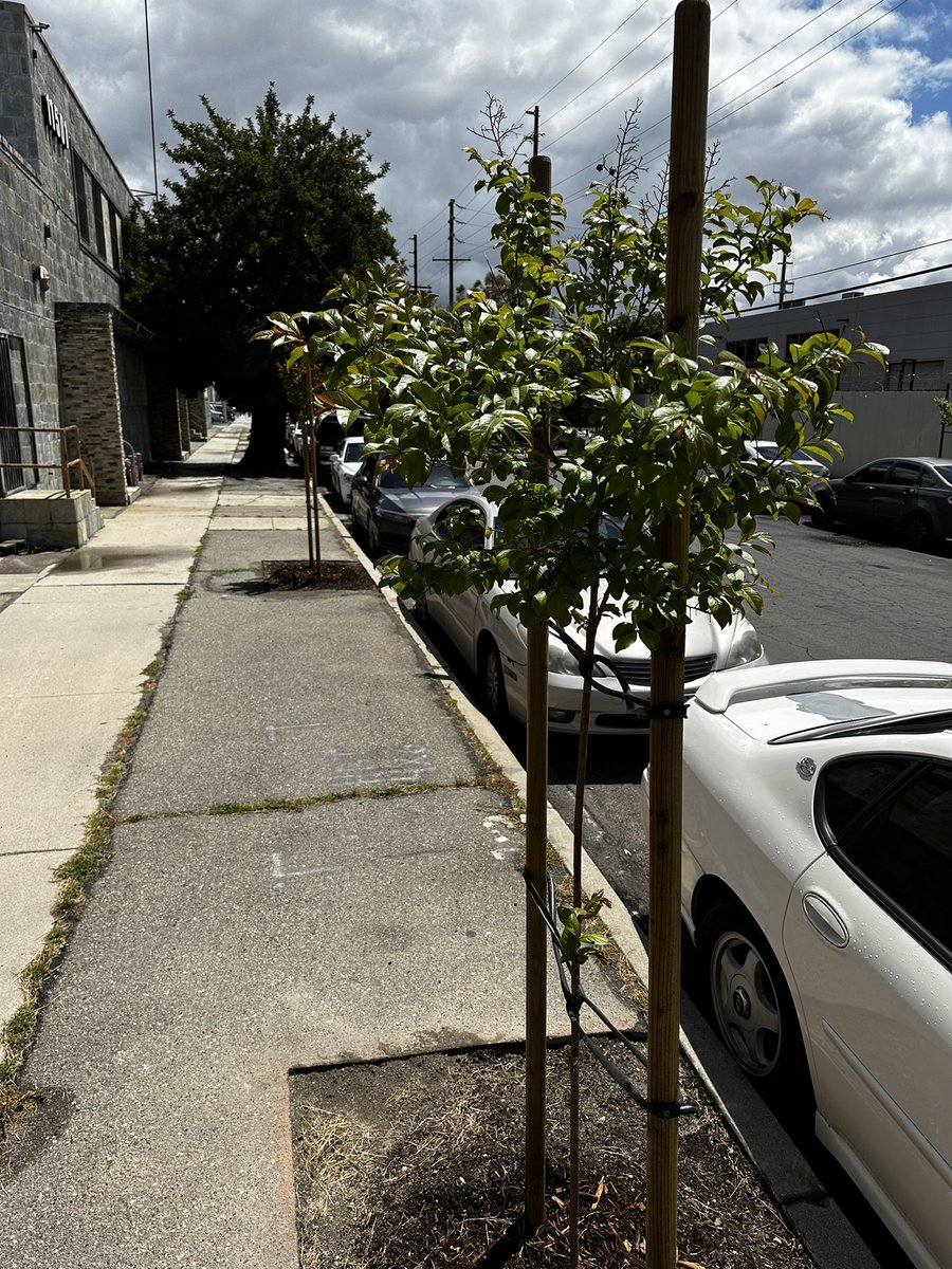 Arbor Day Foundation on Twitter "Right tree, right place 💪