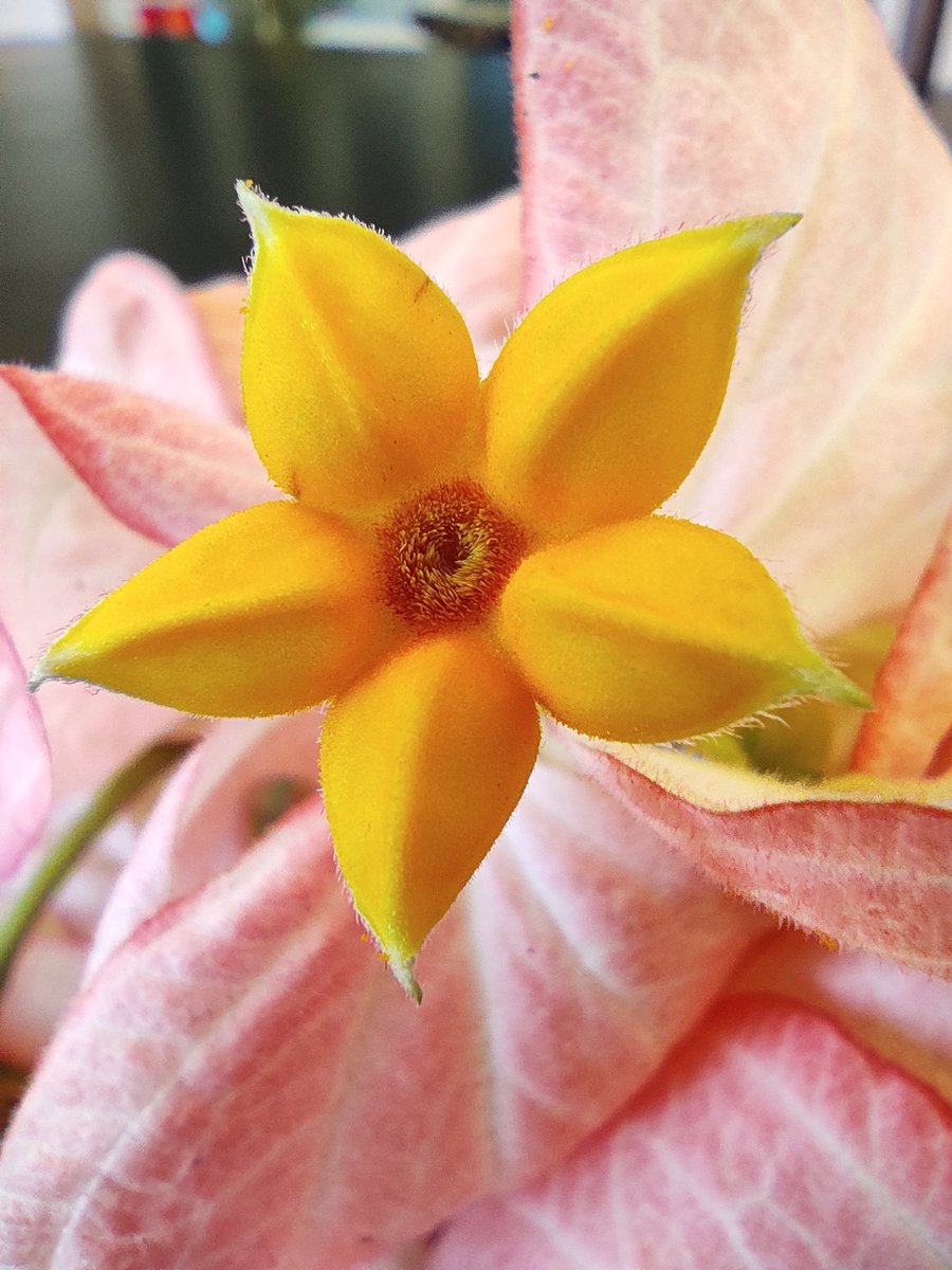 Macro of the yellow #Mussaenda flower!

#flowers #flower #macrophotography #macroshot #flowerphotography #flowerstagram #myclick #peach #macronature #pocom2pro #nofilter #flowersandmacro #photographylife #photographylovers #photographyart #fancyflowers #closeupphotography