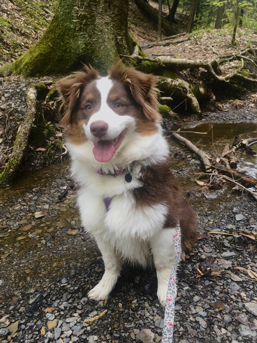 RubyFluff's tweet photo. Baby's first hike! She's growing so fast, stop the bus https://t.co/dTmrbXm30n