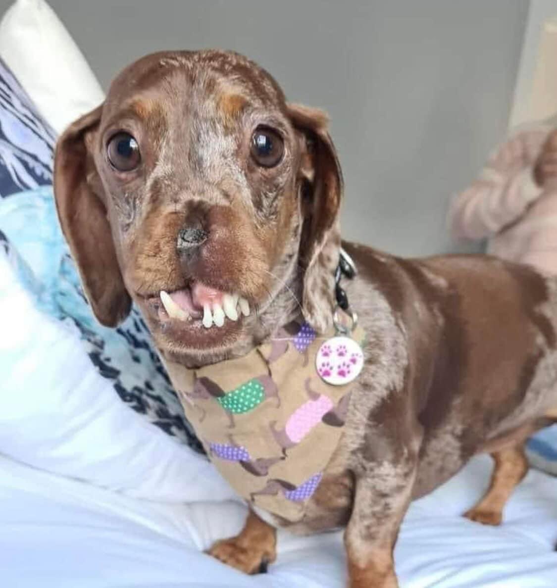 Doglovers_26's tweet photo. I know 
I’m not beautiful but know no one wants to be my friends
#dogs #Dogsarefamily #dogsoftwitter #Doglovers_26 https://t.co/V5efgcYz8a