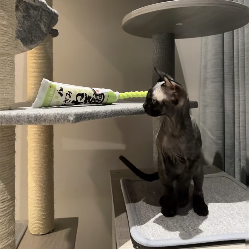 kashimaJP's tweet photo. Awwwww, mommy help!!! this toy can make a sound. So funny and I can't stop...😺✨Kashima oringnal pet toys with wasabi, bring full joy to your pet🔥.For more, please follow👉https://t.co/DNT7ips6PA
#pet #petlover #cat #catlover #kittylife #funnycat #cuteanimals #petsafety https://t.co/iutsvvBO89