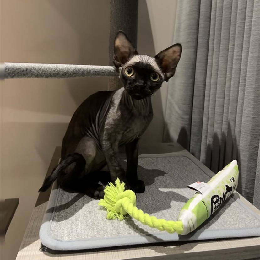 kashimaJP's tweet photo. Awwwww, mommy help!!! this toy can make a sound. So funny and I can't stop...😺✨Kashima oringnal pet toys with wasabi, bring full joy to your pet🔥.For more, please follow👉https://t.co/DNT7ips6PA
#pet #petlover #cat #catlover #kittylife #funnycat #cuteanimals #petsafety https://t.co/iutsvvBO89