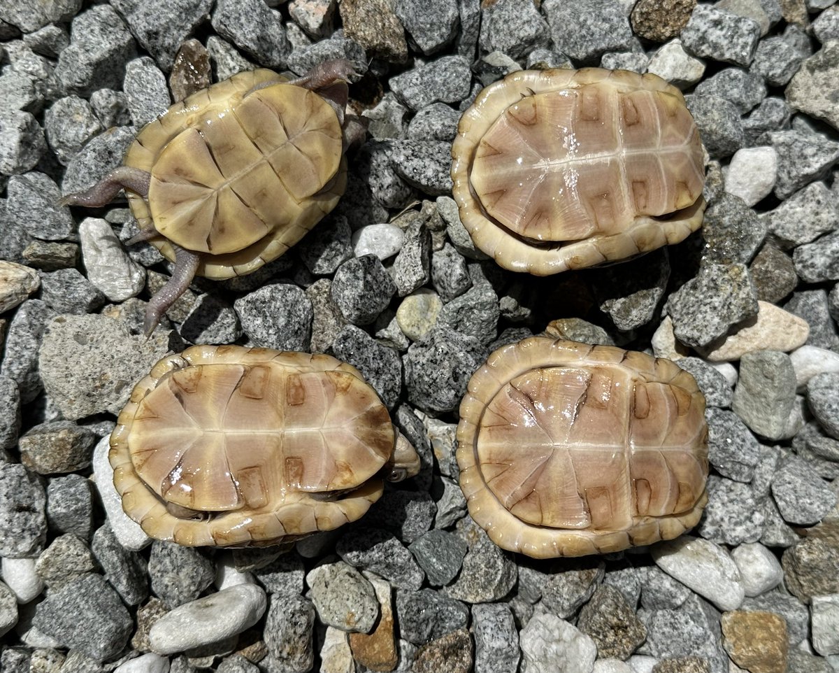 KOBU_JAPAN's tweet image. #近畿レプタイルズマーケット
 
初めて出展させて頂きます。

ミツユビハコガメ　国内CB

昔ながらの斑が少ないタイプです。

左上から時計回りに

甲長
62mm
76mm
75mm(剥離アリ)
75mm(多甲)

どの個体も、地味ですが、ミツユビっぽい、いい顔をしています。