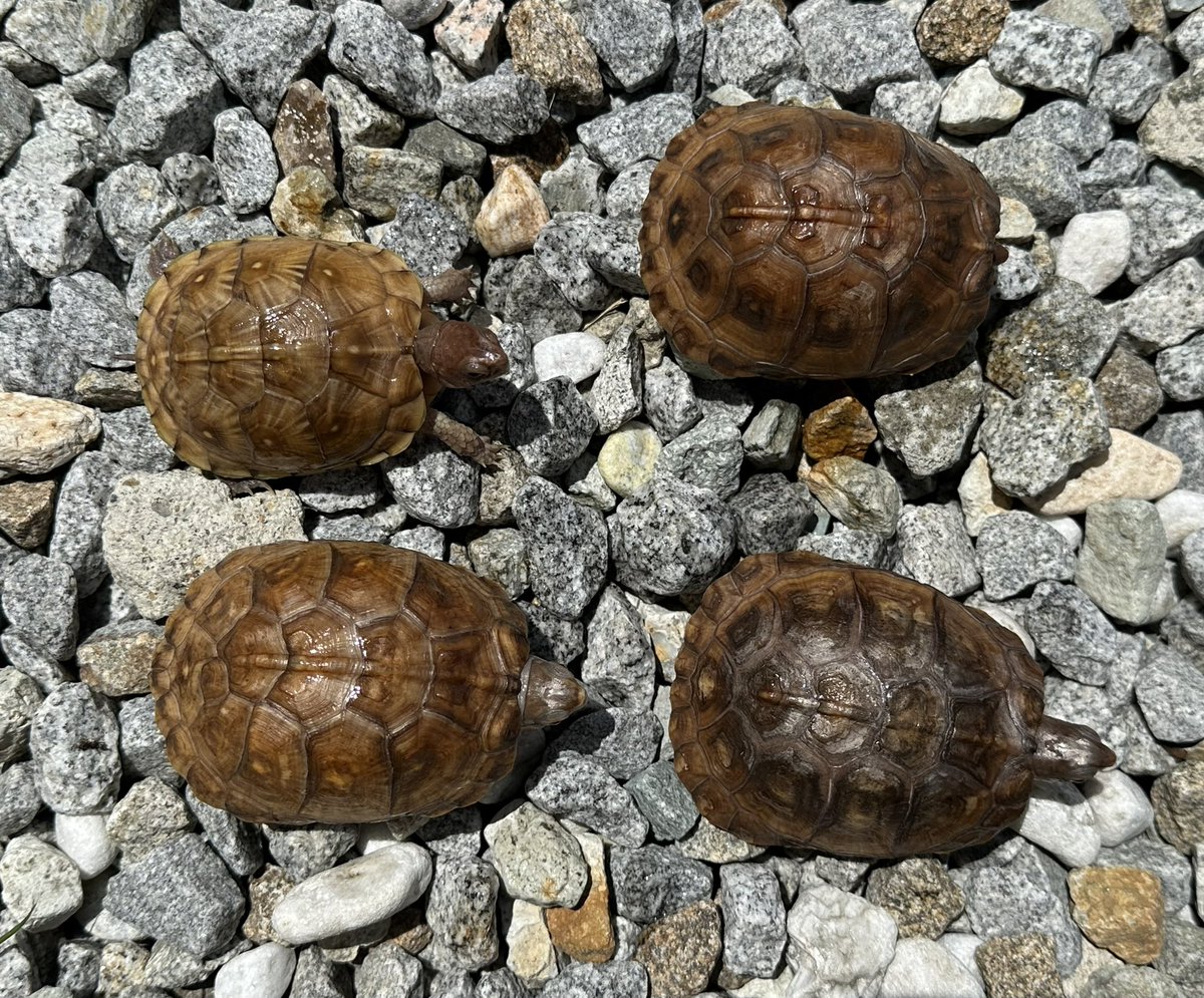 KOBU_JAPAN's tweet image. #近畿レプタイルズマーケット
 
初めて出展させて頂きます。

ミツユビハコガメ　国内CB

昔ながらの斑が少ないタイプです。

左上から時計回りに

甲長
62mm
76mm
75mm(剥離アリ)
75mm(多甲)

どの個体も、地味ですが、ミツユビっぽい、いい顔をしています。